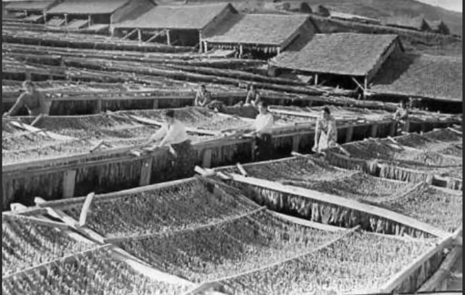 Ծխախոտագործներ Իջևանի շրջանում, 1959