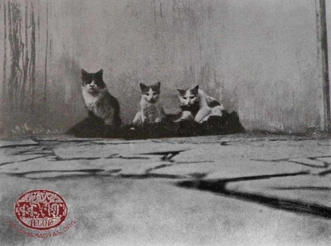 Cats of Van, 1905